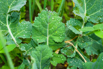 Close-up of raindrops on leaves