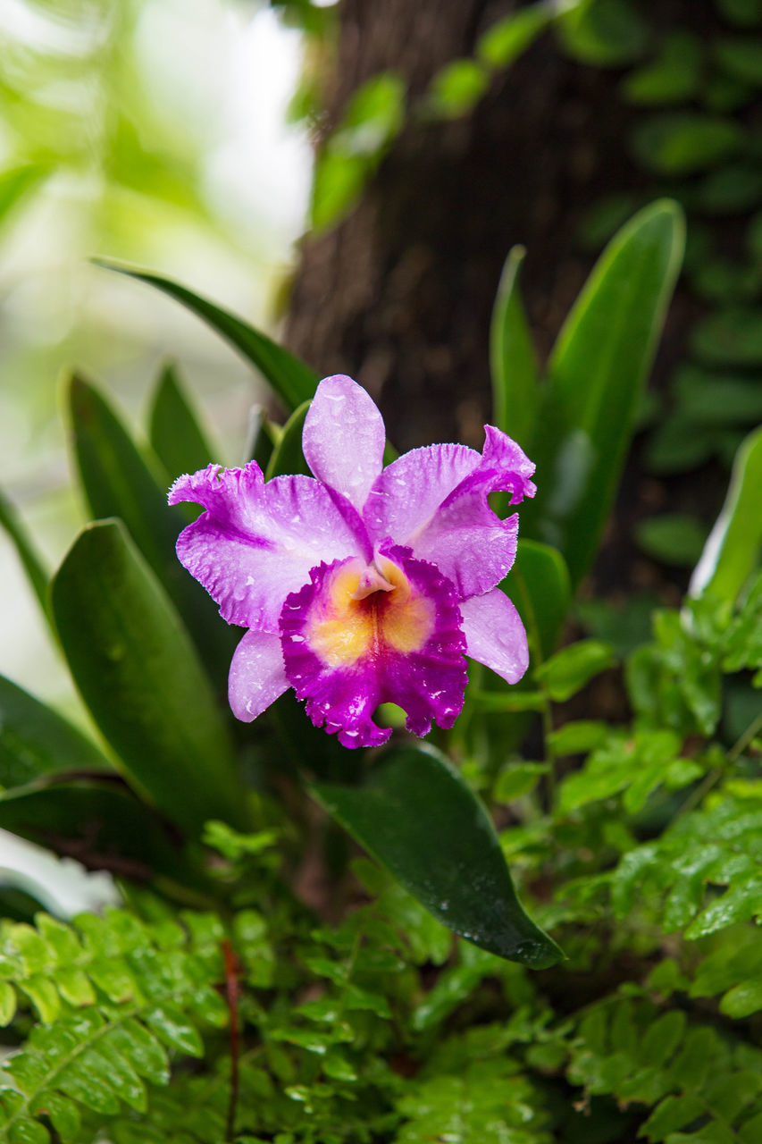 CLOSE-UP OF FRESH PINK FLOWER