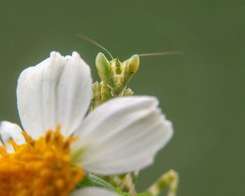 Close-up of insect on white flower