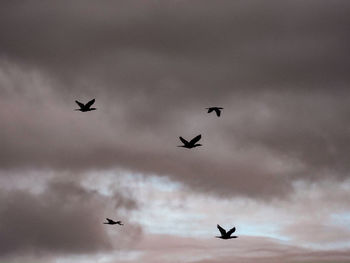 Flock of black cormorants flying across moody cloudy sky in the afternoon