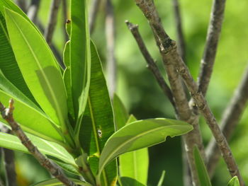 Close-up of green leaves