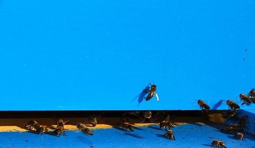 Low angle view of against blue sky