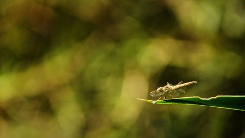 Close-up of insect on leaf