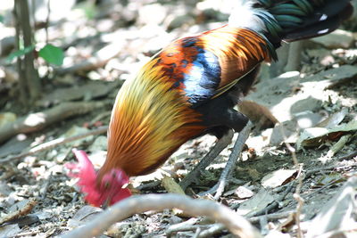 animal