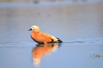 Duck swimming on a lake