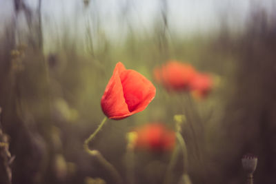 Close-up of poppy blooming outdoors