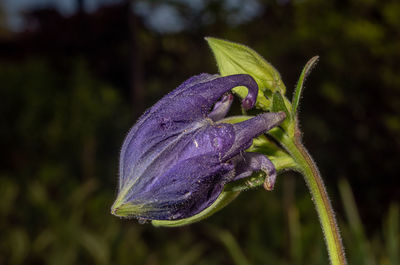 Close-up of budding plant