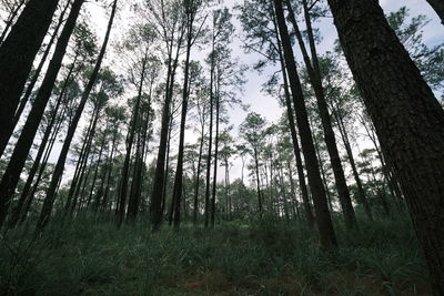 Low angle view of bamboo trees in forest