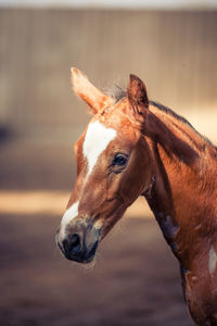 Close-up of a horse