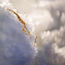 Close-up of frozen plant during winter