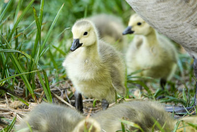 Close-up of ducklings on field