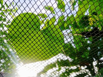 Low angle view of trees seen through chainlink fence