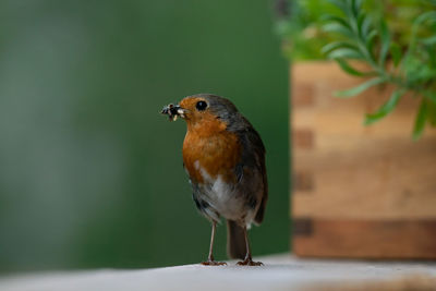 Close-up of bird perching on a plant