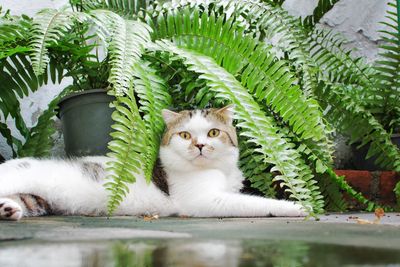 Portrait of cat by plants