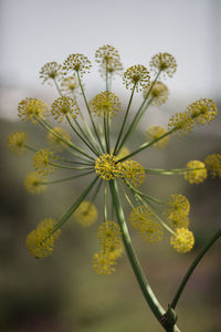 Close-up of yellow flowering plant