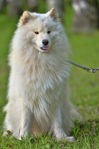 Close-up of a dog on field