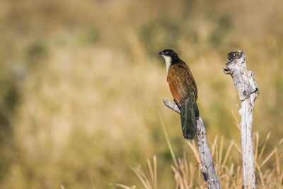 Close-up of bird perching on a field