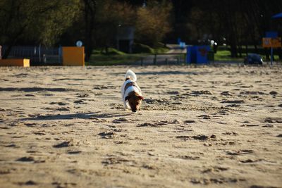 Dog on sand at park