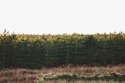 Crops growing on field against clear sky