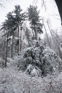 Trees in forest during winter