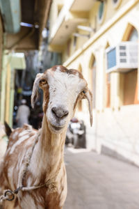 Close-up portrait of horse