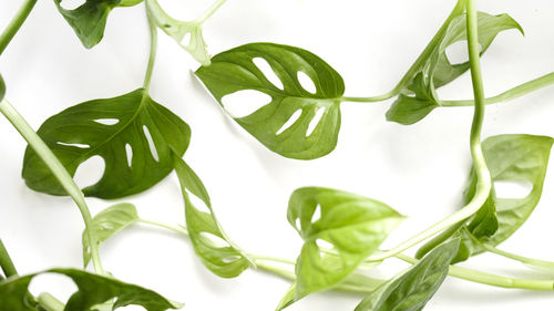 Close-up of plant