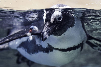 Close-up of duck swimming in lake