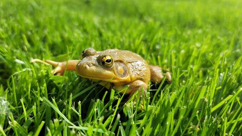 Minnesota green frog 