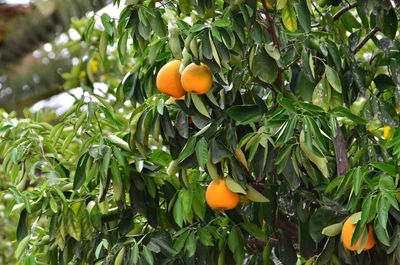 Low angle view of orange tree