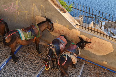 High angle view of horse on sand