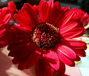 Close-up of red flower blooming outdoors