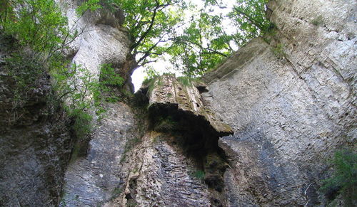 Low angle view of horse amidst trees