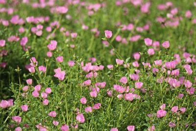 Close-up of fresh pink flowers blooming in field