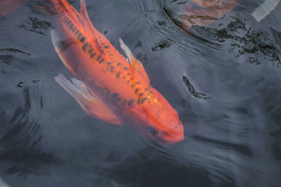 High angle view of fish swimming in lake