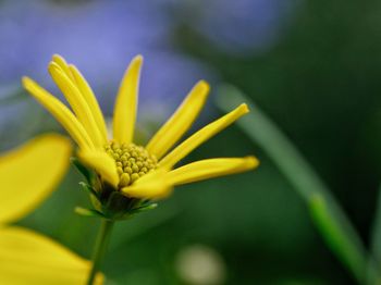 Close-up of yellow daisy flower on fresh green background 