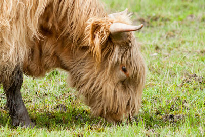 Close-up side view of cow grazing on grassland