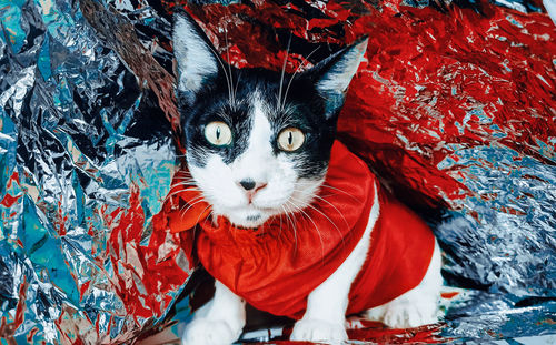 Close-up portrait of cat with red umbrella