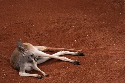 Dog lying down