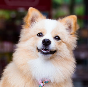 Close-up portrait of a dog