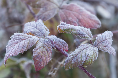 Close-up of frozen plant during winter