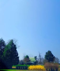 Trees against clear blue sky