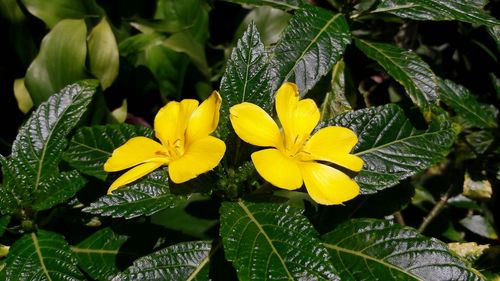 Close-up of yellow flowers blooming outdoors