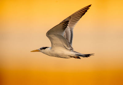 Close-up of seagull flying against orange sky