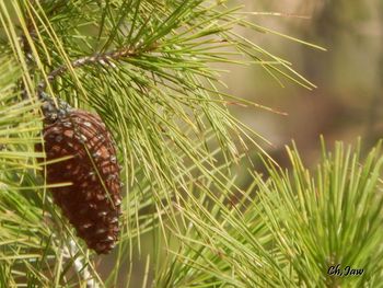 Close-up of pine cone on field