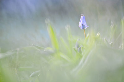 Close-up of purple crocus flowers on field