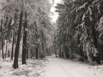 Trees in forest during winter