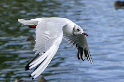 Black headed gull in flight over a gloucester lake 