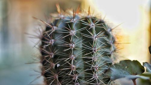 Close-up of cactus plant