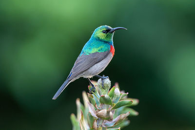 Close-up of bird perching on a branch