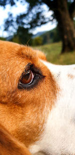 Close-up of a dog